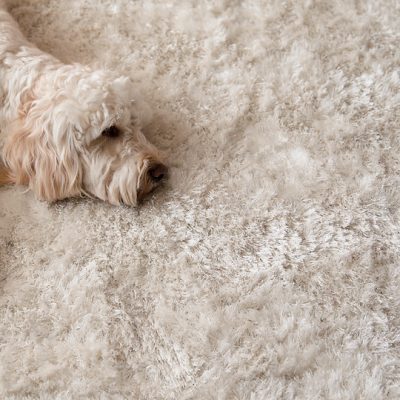 Pet Odor & Stain Removal​