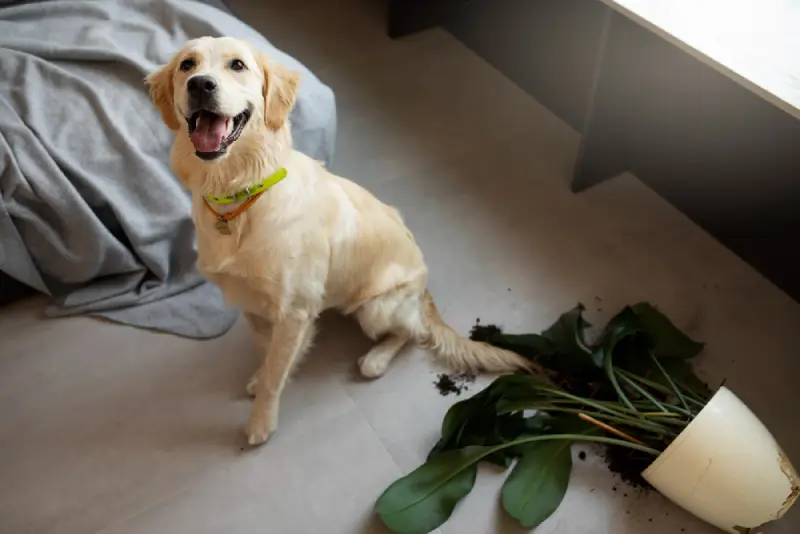 carpet-sofa-couch-mattress-curtain-chair-ottoman-rug-cleaning-miami-aventura-usapurecleaningus